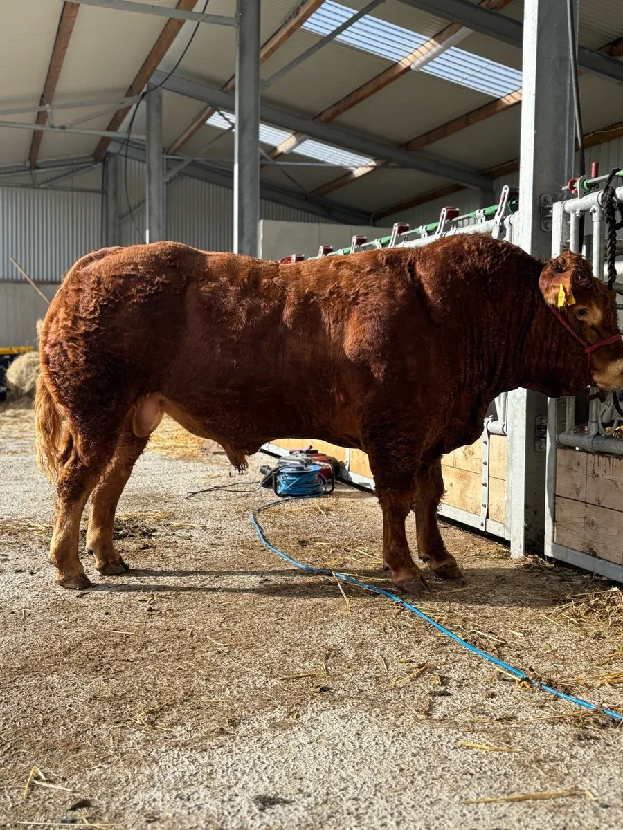 Easy calving Limousin bull - Image 2