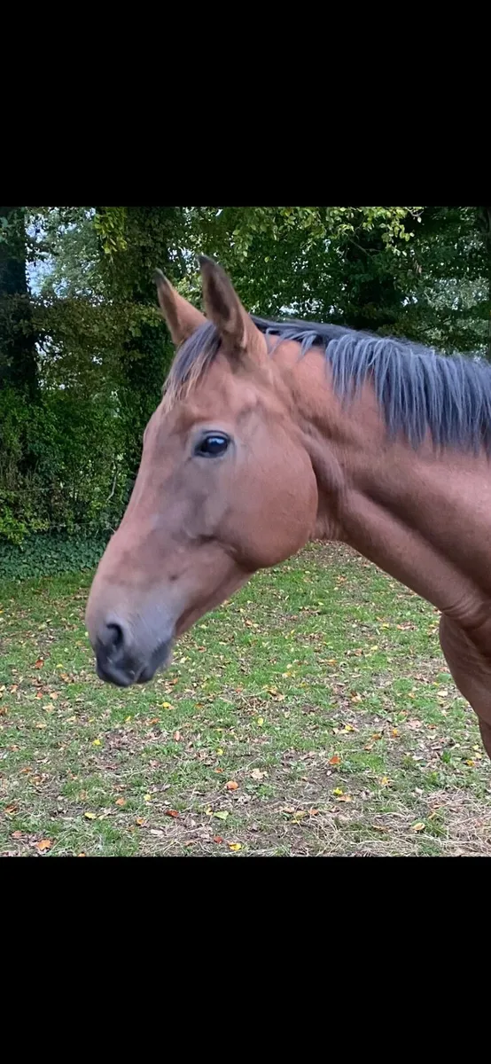 TB Mare for sale