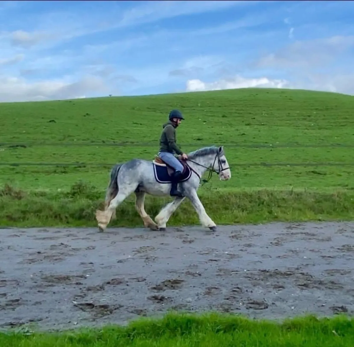 Gorgeous blue 5 yr old gelding standing 14 h - Image 3