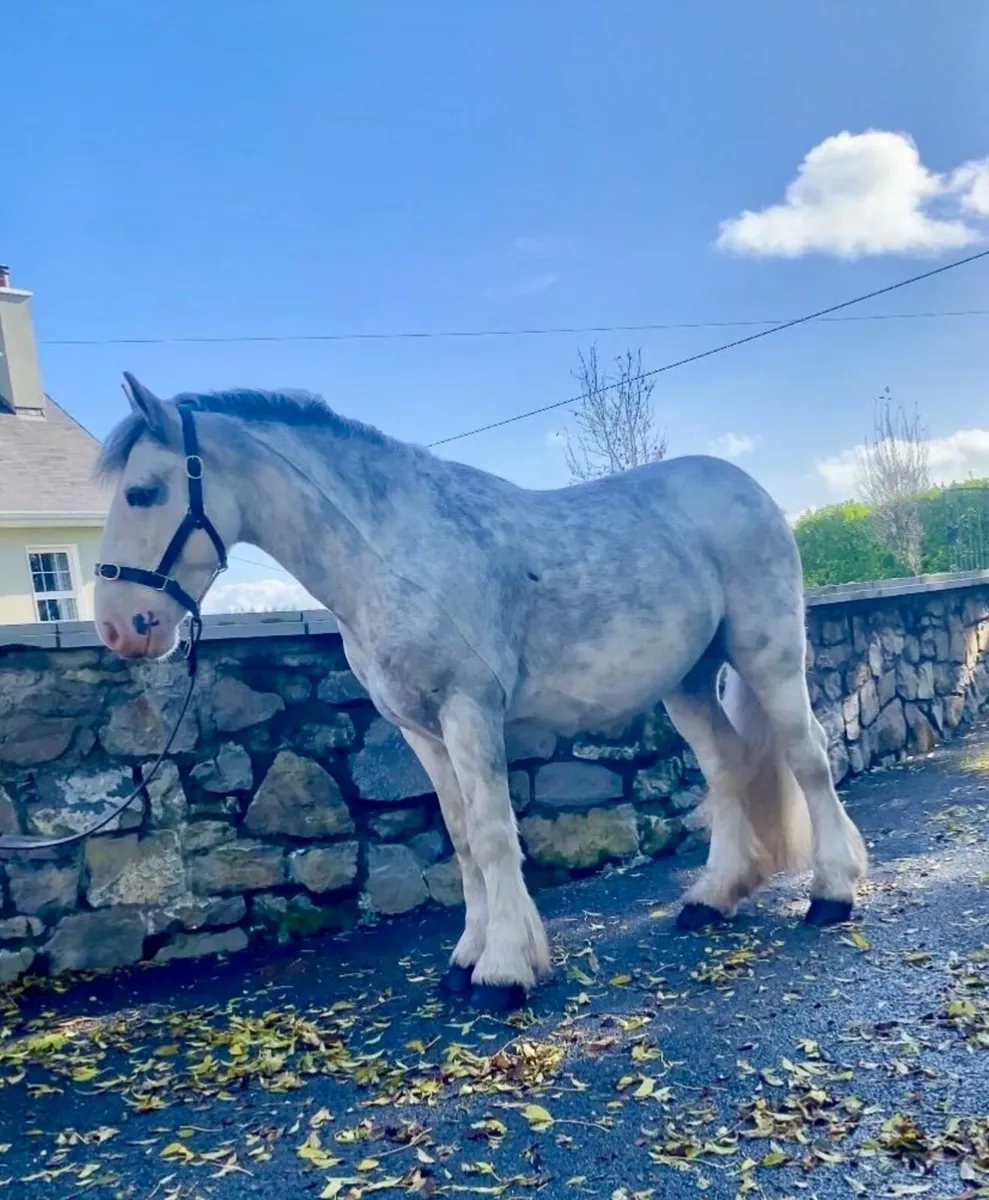Gorgeous blue 5 yr old gelding standing 14 h - Image 1