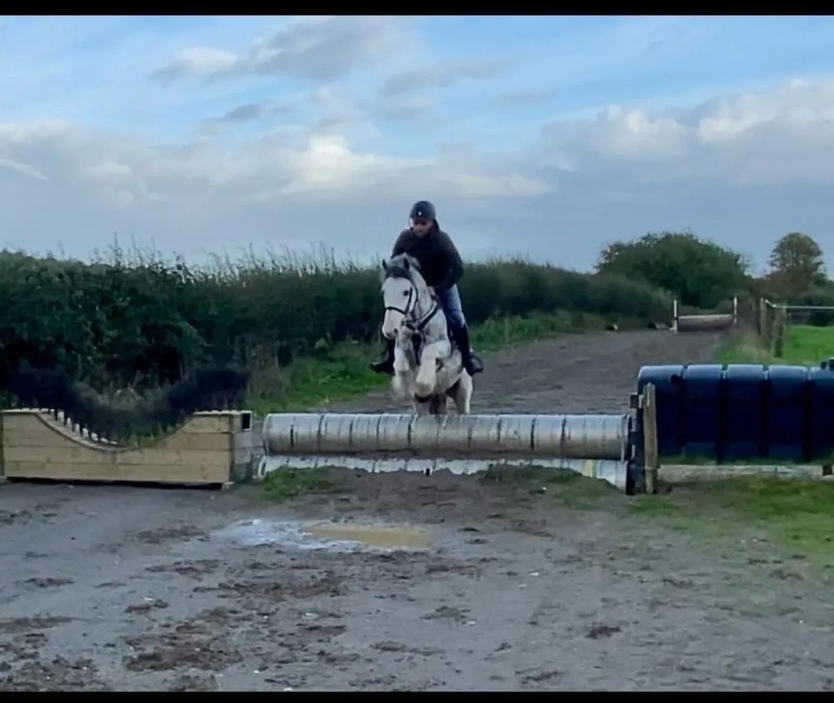 Gorgeous blue 5 yr old gelding standing 14 h - Image 2