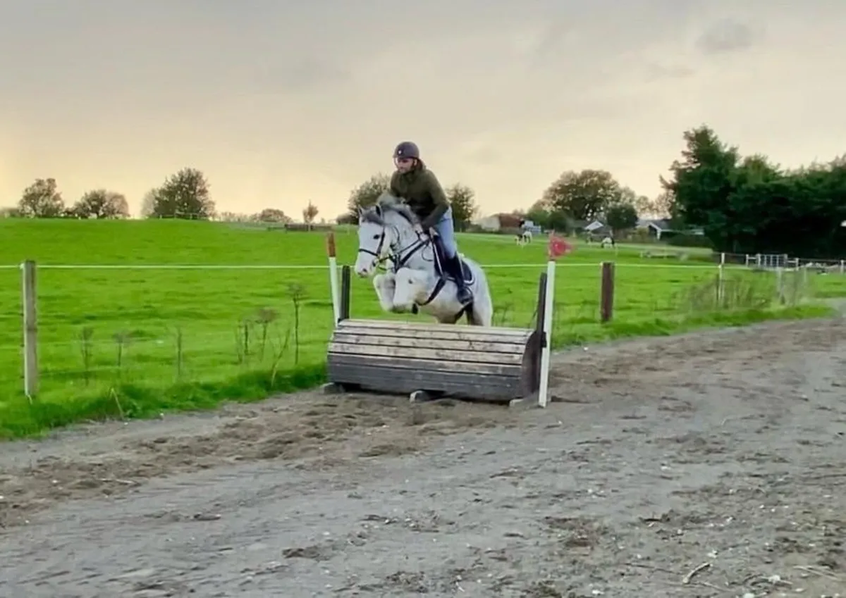 Gorgeous blue 5 yr old gelding standing 14 h - Image 4