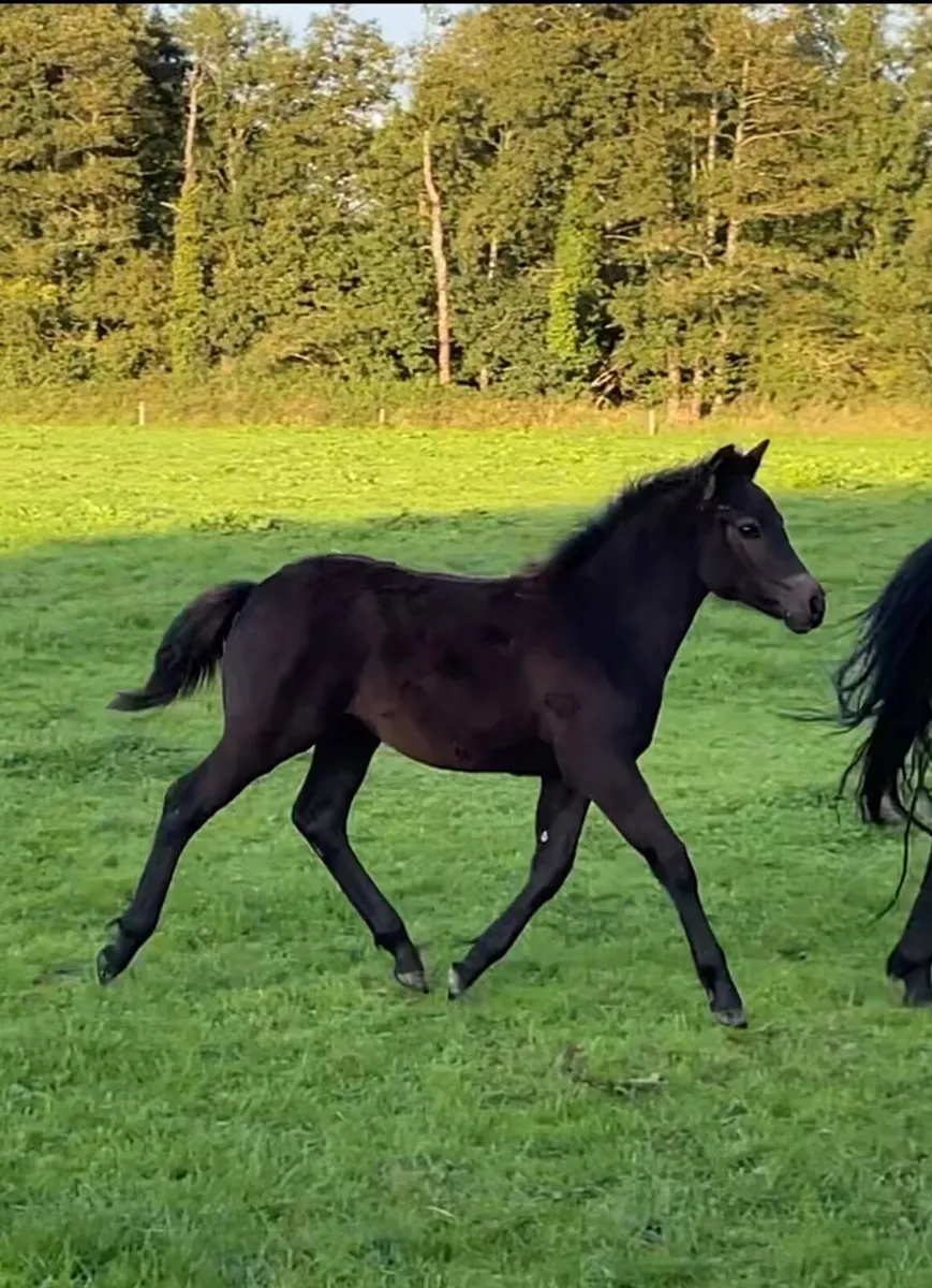 Selection of Connemara foals and  Connemara cross - Image 1