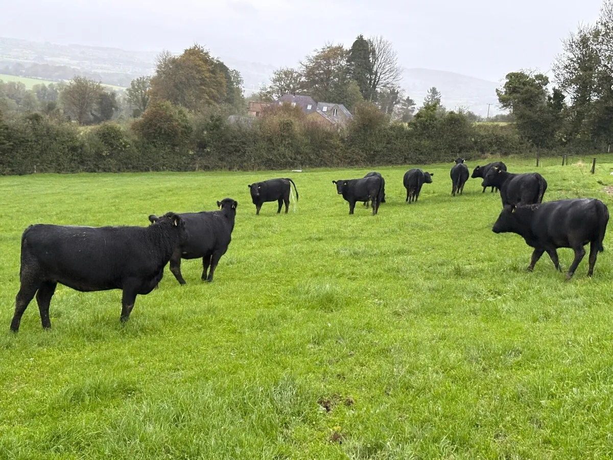 10 AA Heifers- - Image 2