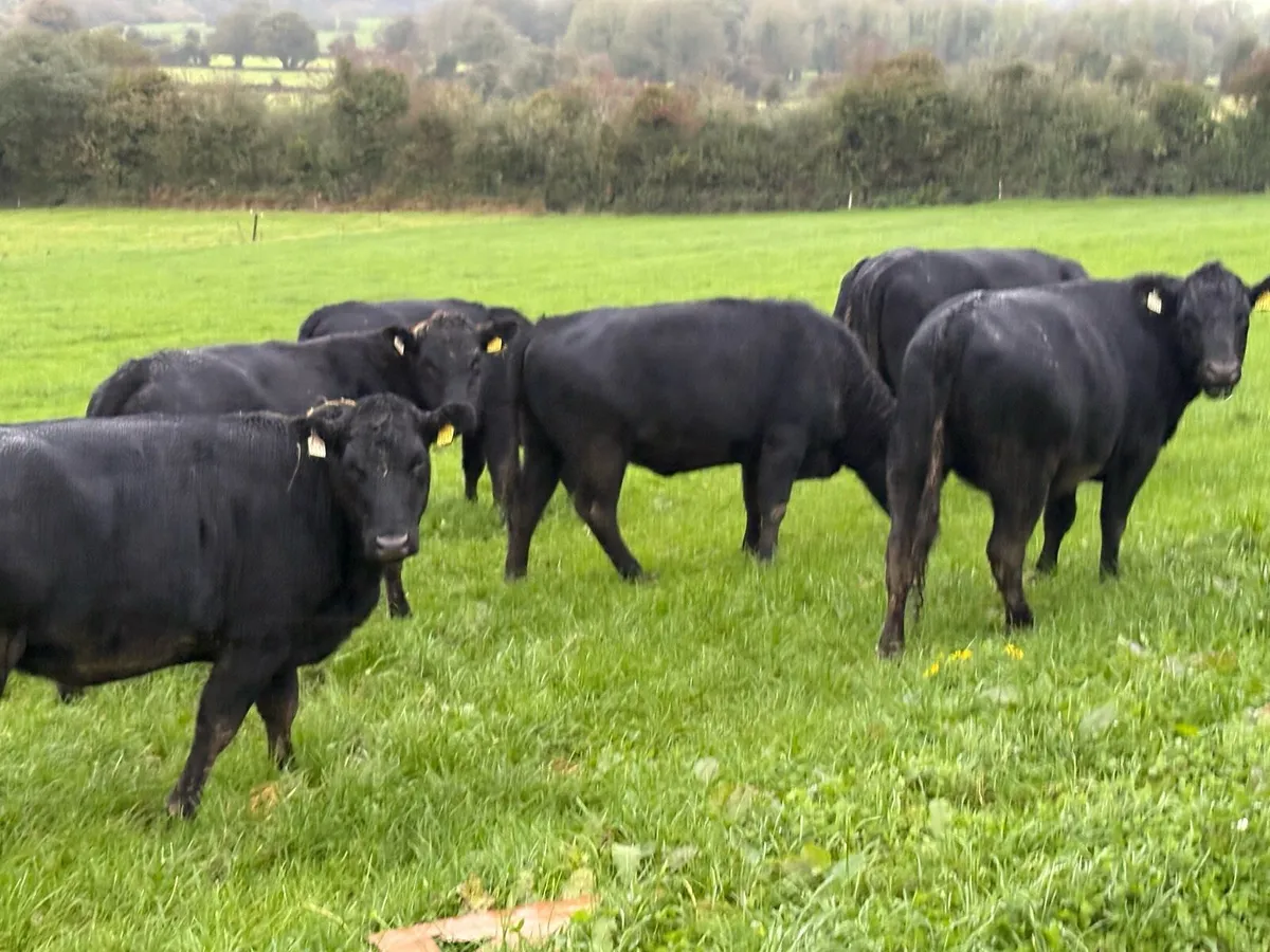 10 AA Heifers- - Image 1