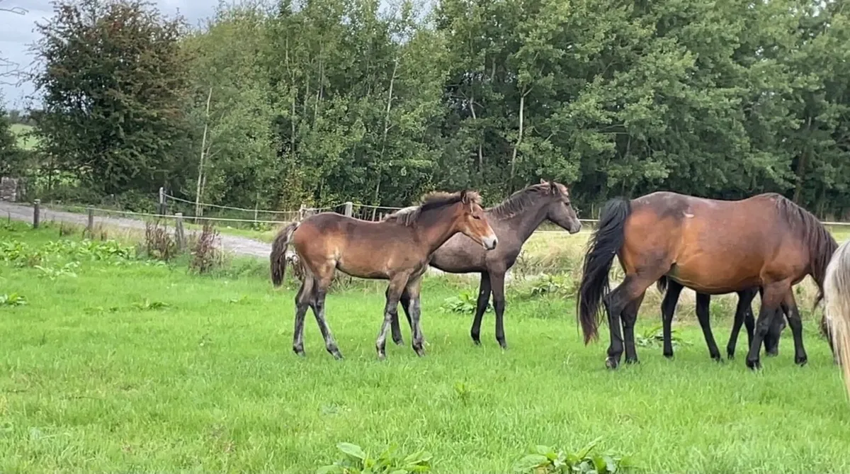 Selection of Connemara foals and  Connemara cross - Image 2