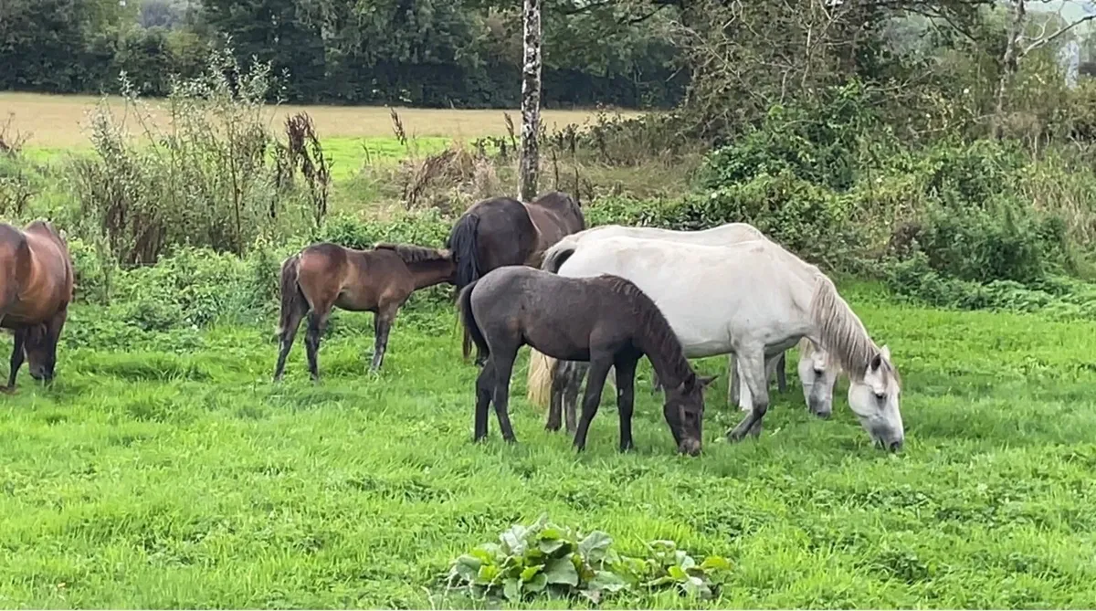 Selection of Connemara foals and  Connemara cross - Image 3