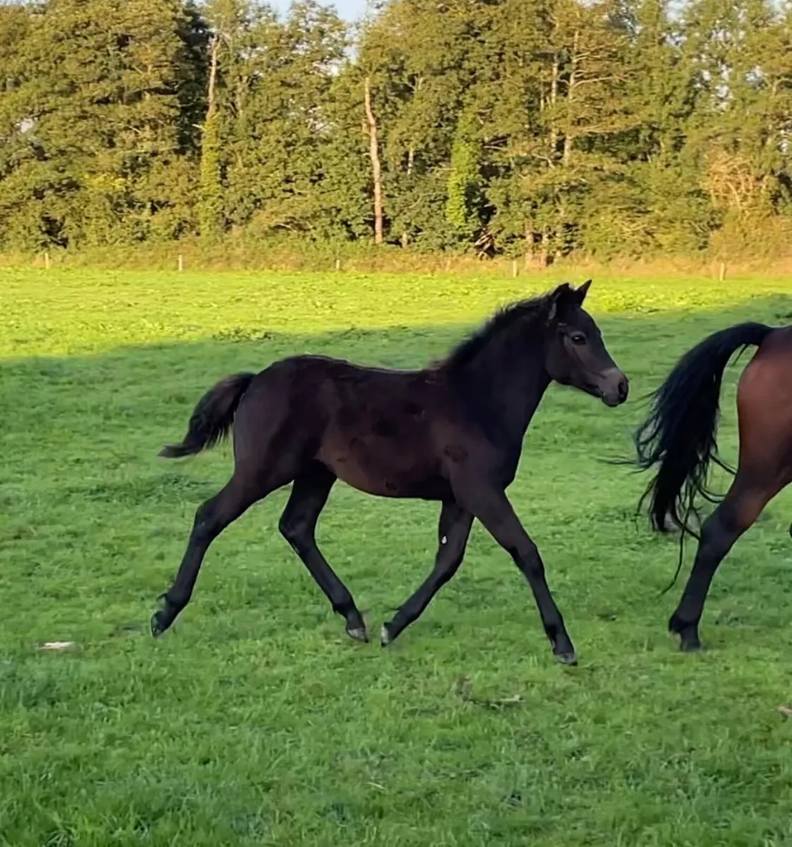 Selection of Connemara foals and  Connemara cross - Image 4