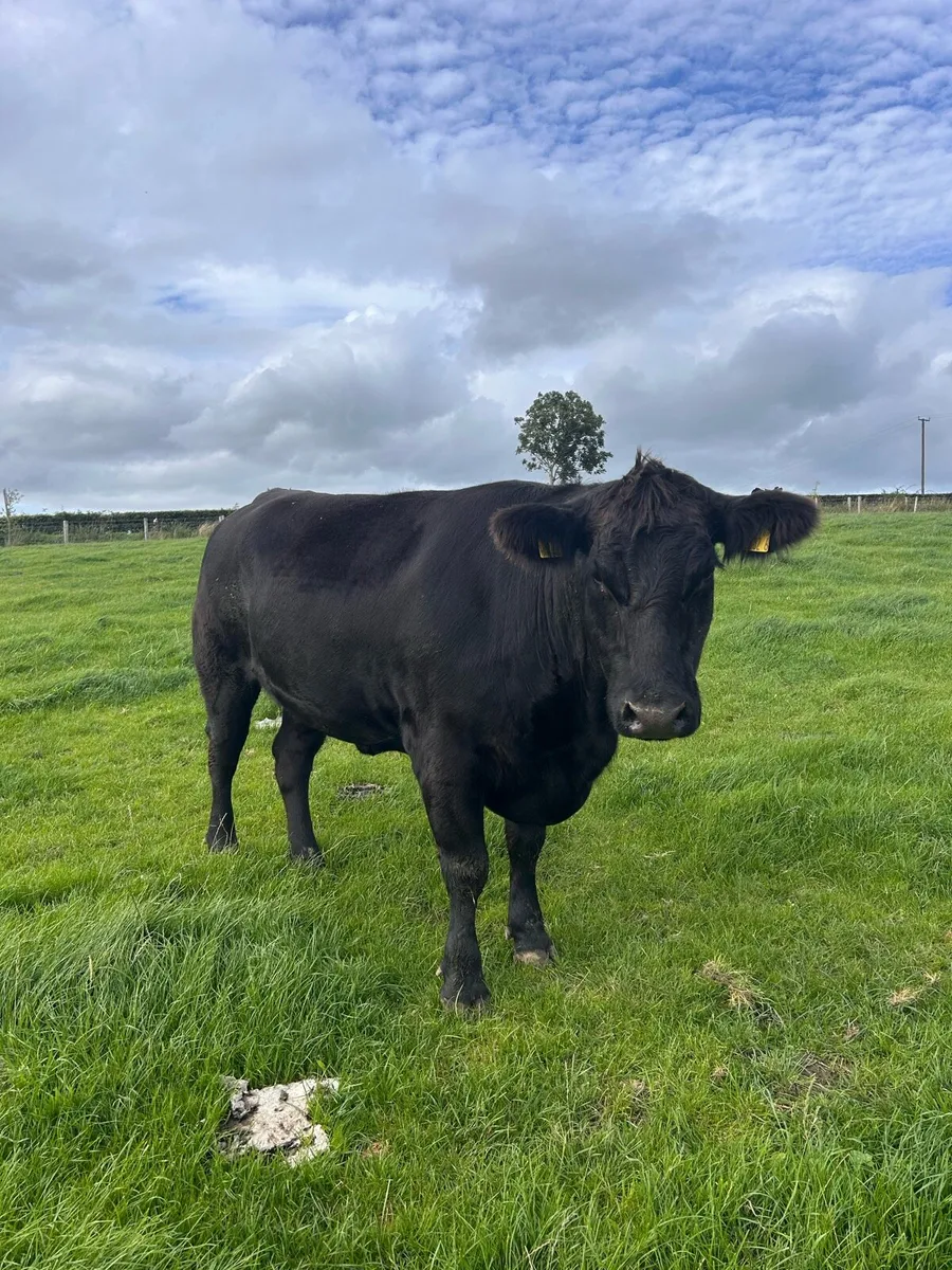 Aberdeen Angus Cows - Image 2