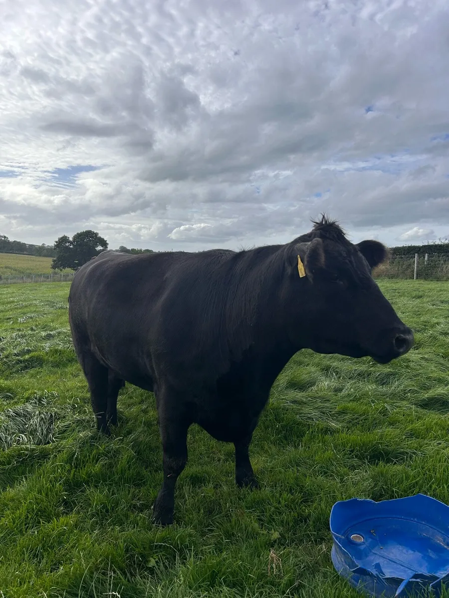 Aberdeen Angus Cows - Image 3