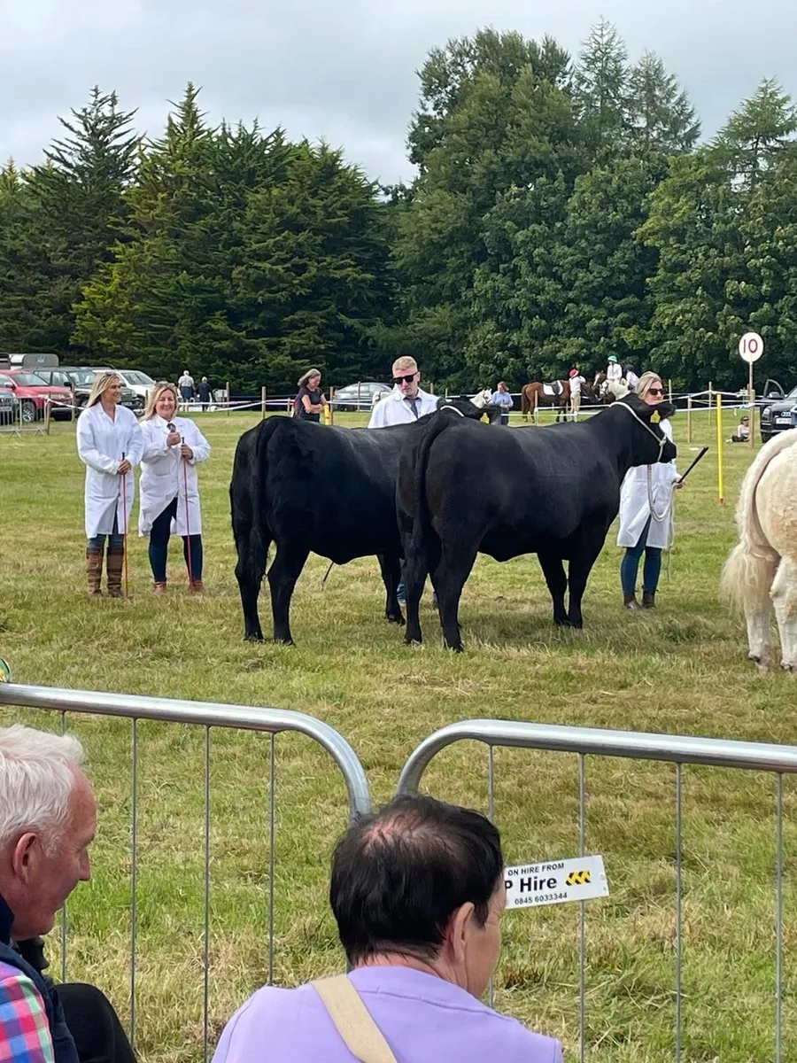 Aberdeen Angus Cows - Image 4