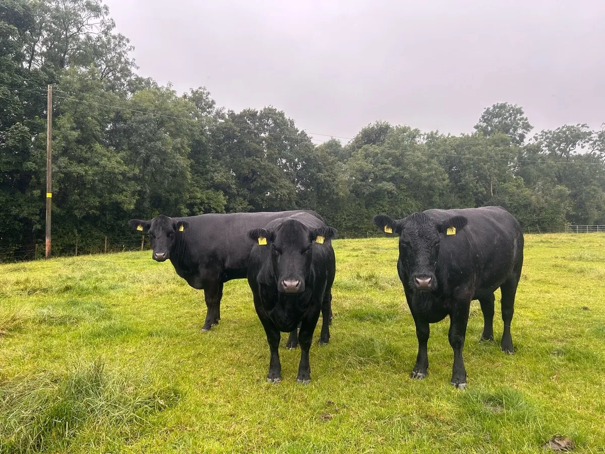 Aberdeen Angus Cows - Image 1