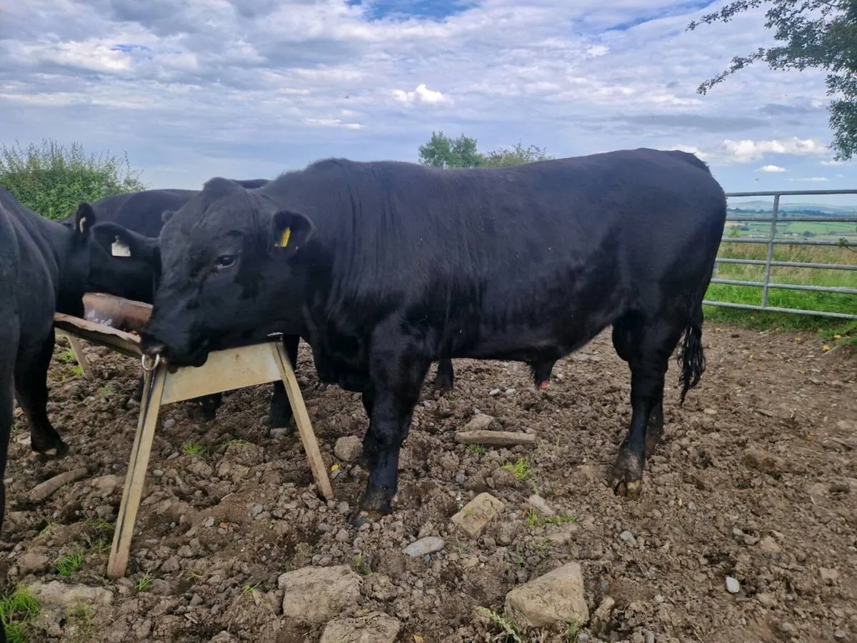Pedigree Aberdeen Angus Bulls - Image 1