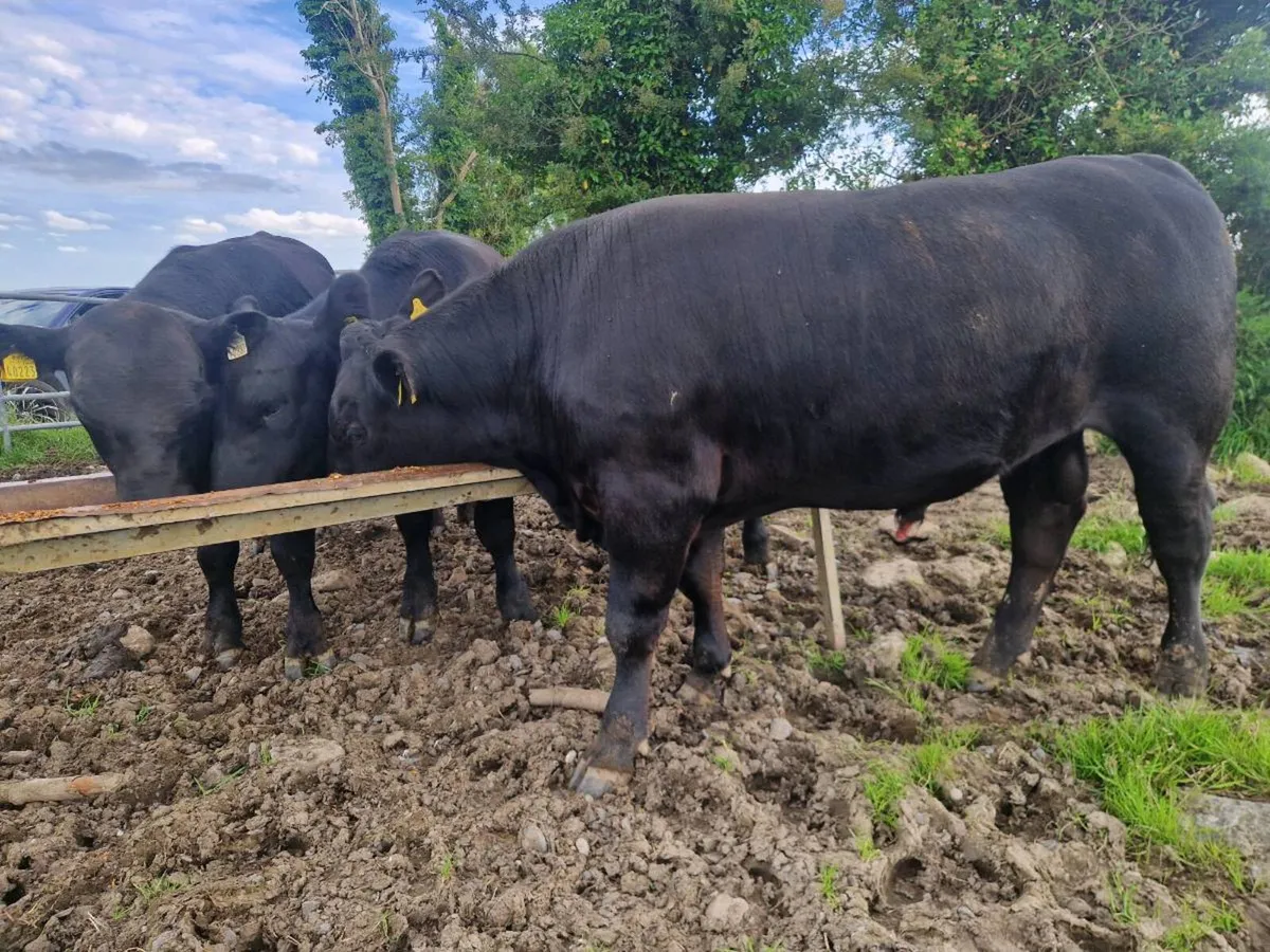 Pedigree Aberdeen Angus Bulls - Image 2