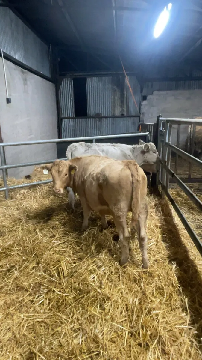 Charolais heifers - Image 1