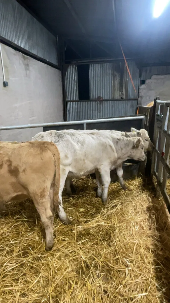 Charolais heifers - Image 2