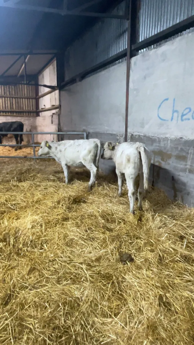Charolais heifers - Image 3