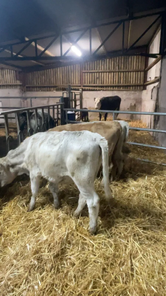 Charolais heifers - Image 4