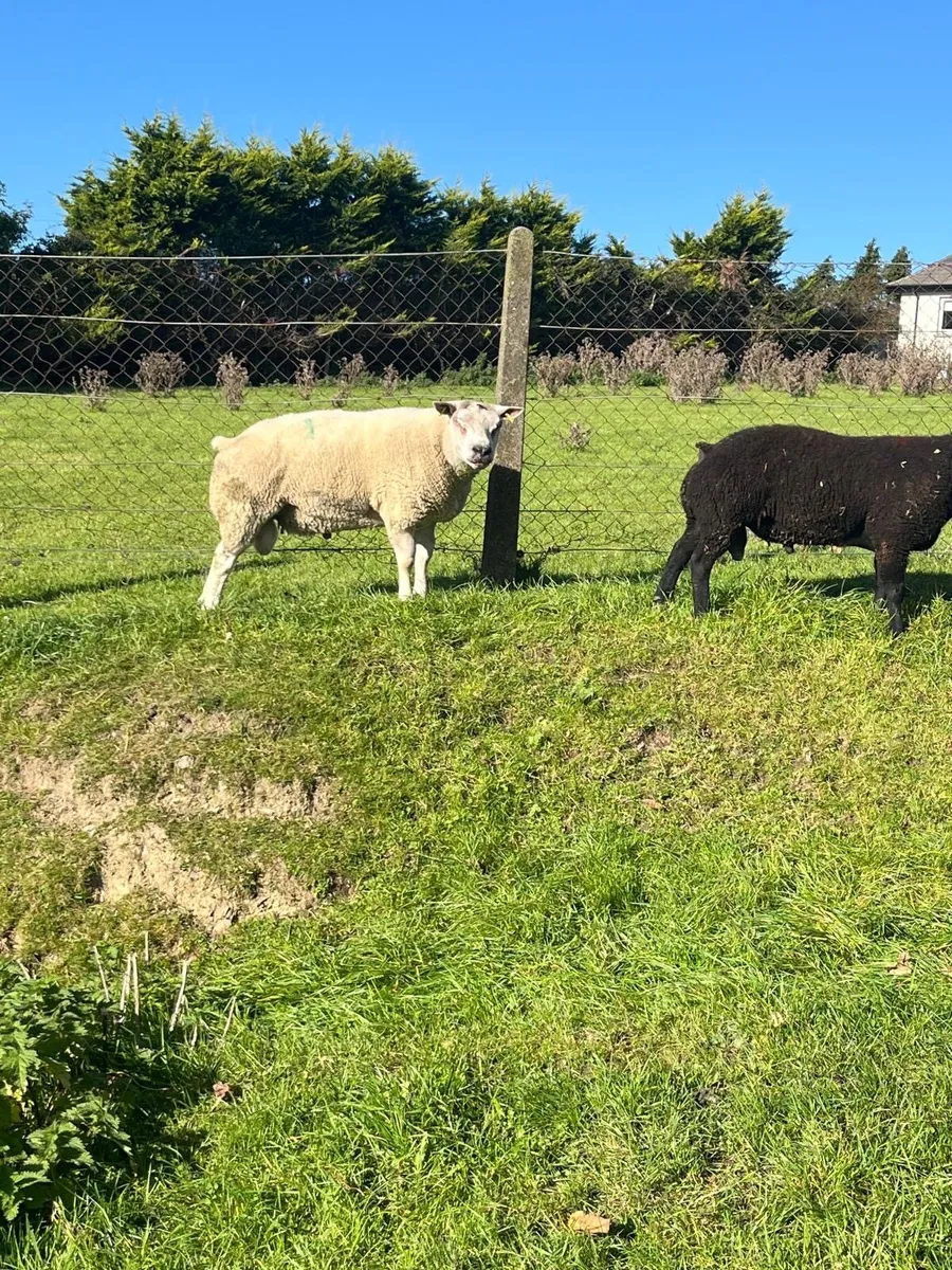 Beltex and Blue Texel Rams - Image 1