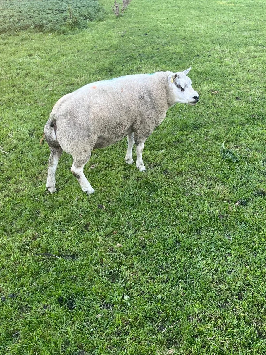 Beltex and Blue Texel Rams - Image 2