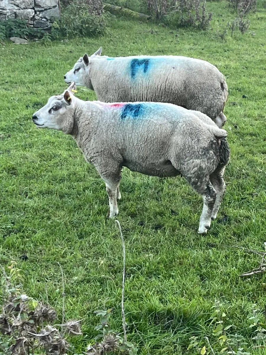 Beltex and Blue Texel Rams - Image 3