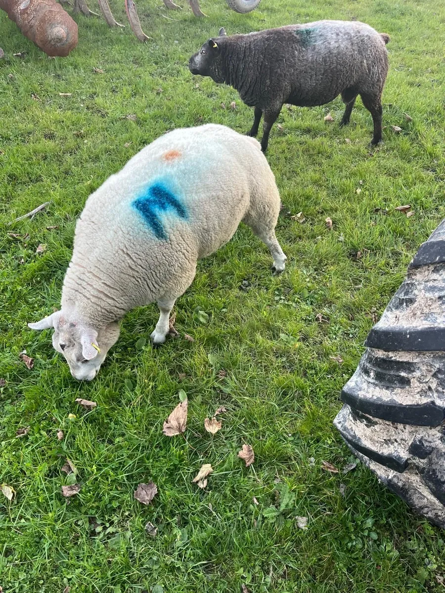 Beltex and Blue Texel Rams - Image 4