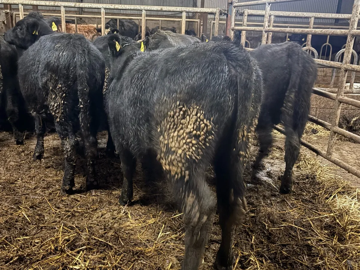 20 smashing Angus bulls - Image 2
