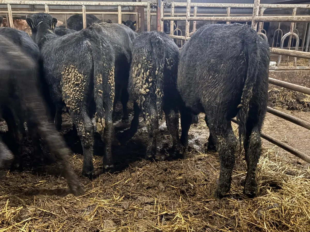 20 smashing Angus bulls - Image 1