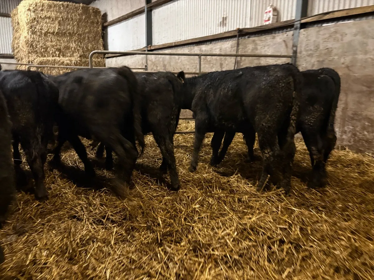 20 smashing Angus bulls - Image 4