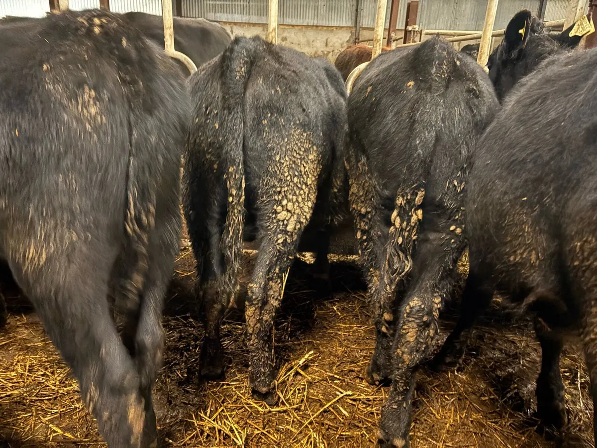 20 smashing Angus bulls - Image 3