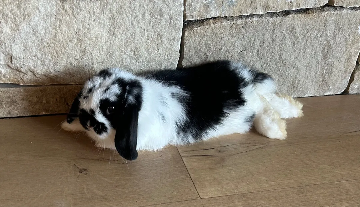 Mini lop rabbit