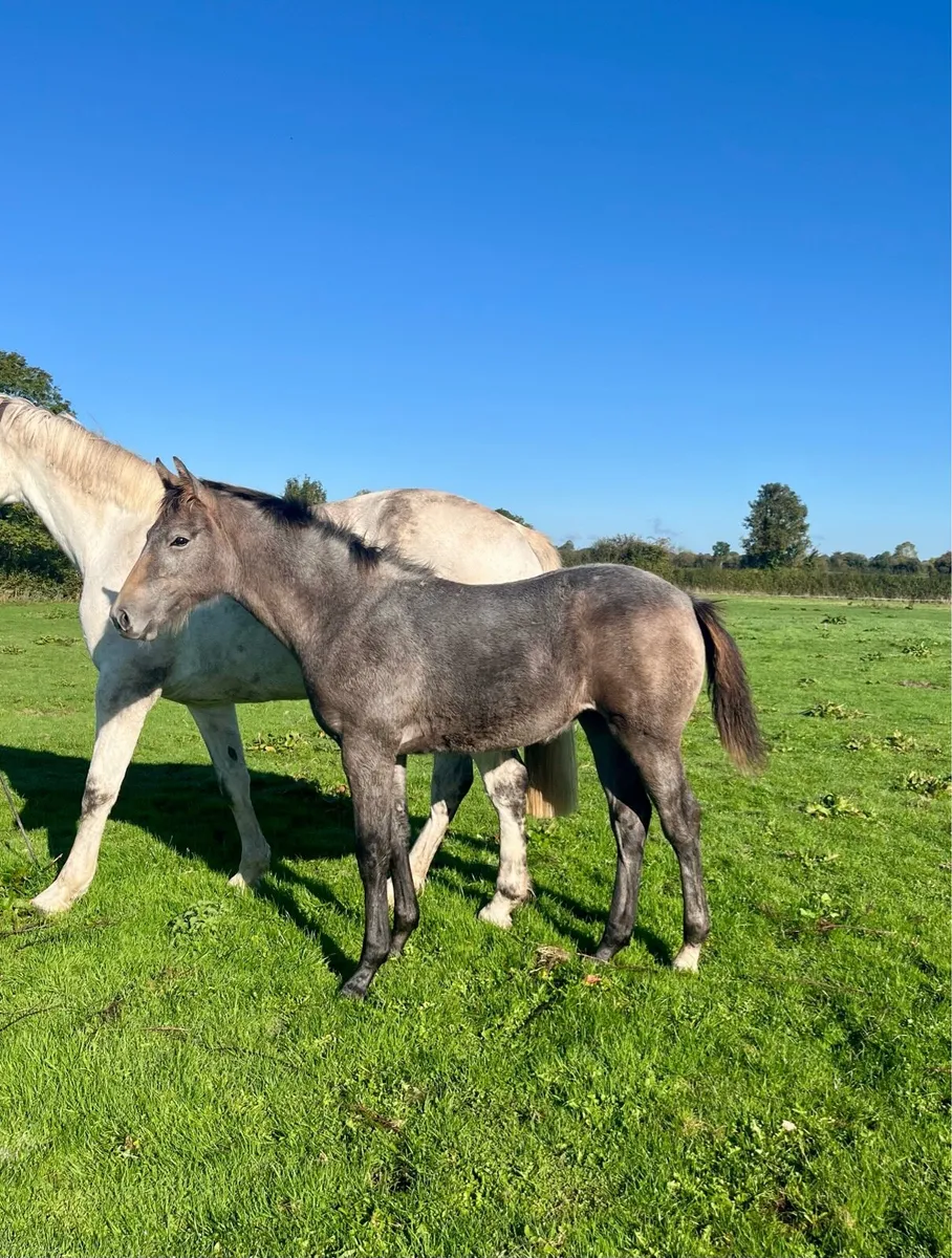 Super filly by Call Me Number One - Image 1
