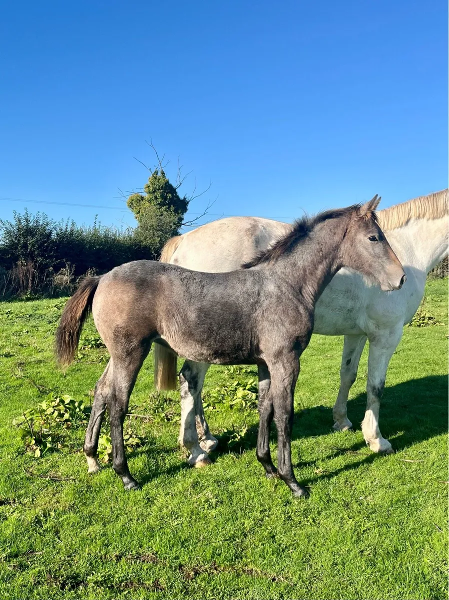 Super filly by Call Me Number One - Image 2