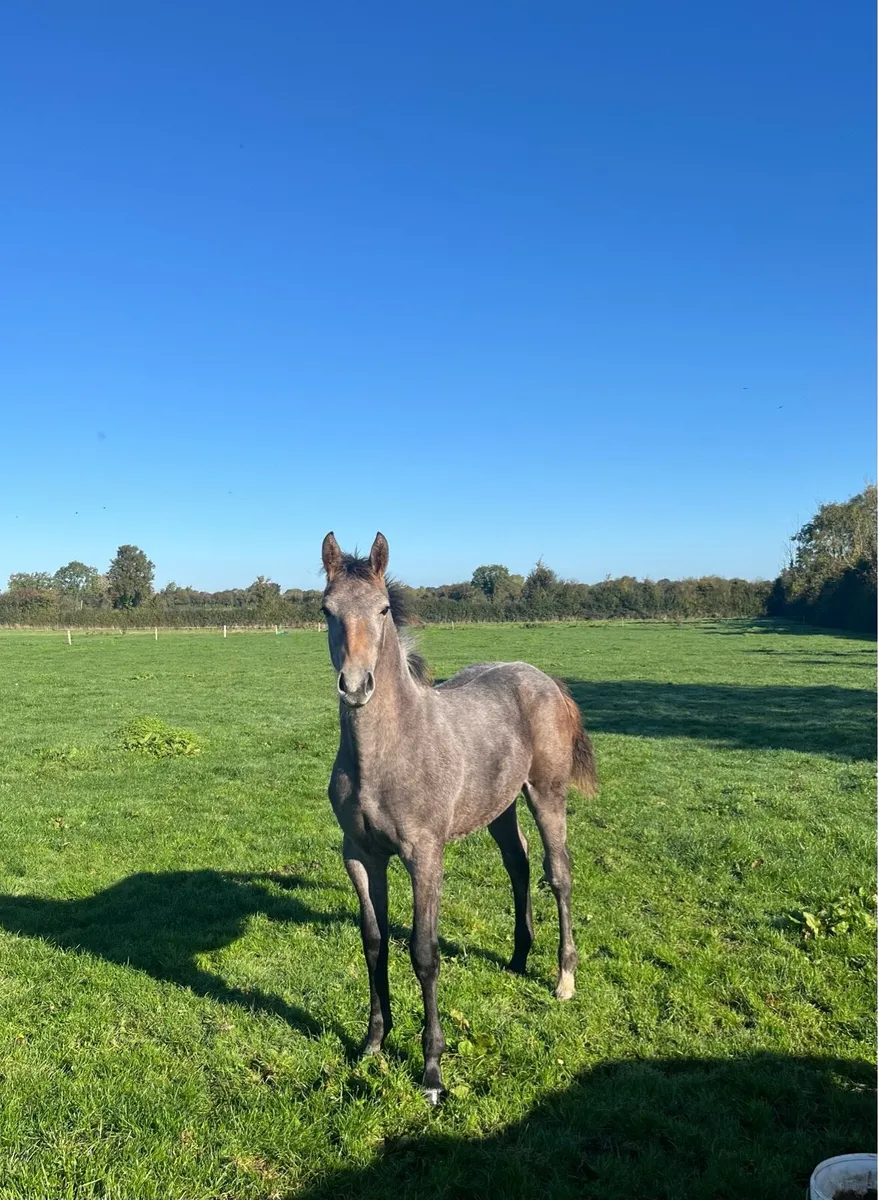 Super filly by Call Me Number One - Image 3