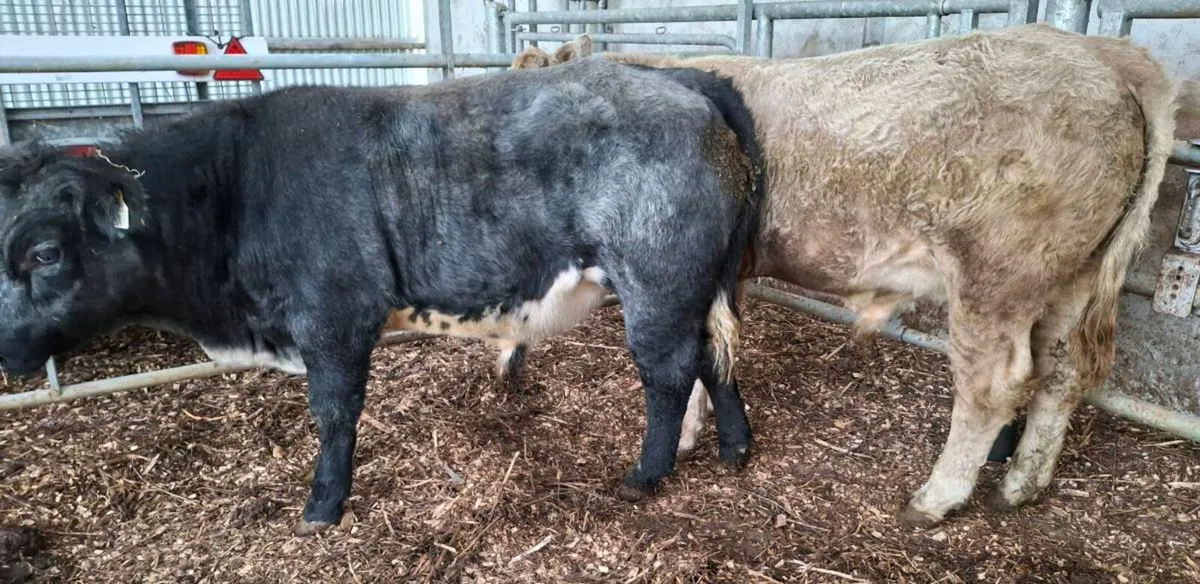 Organic Weanlings for Bank Holiday Sale - Image 3