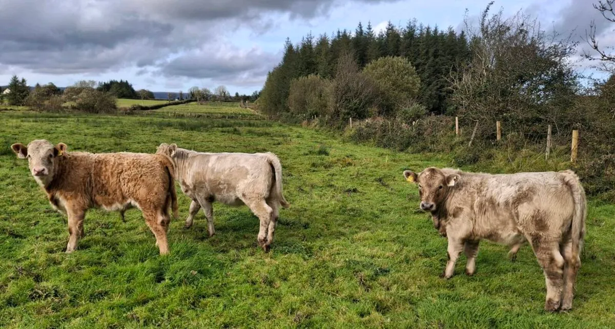 Organic Weanlings for Bank Holiday Sale - Image 4