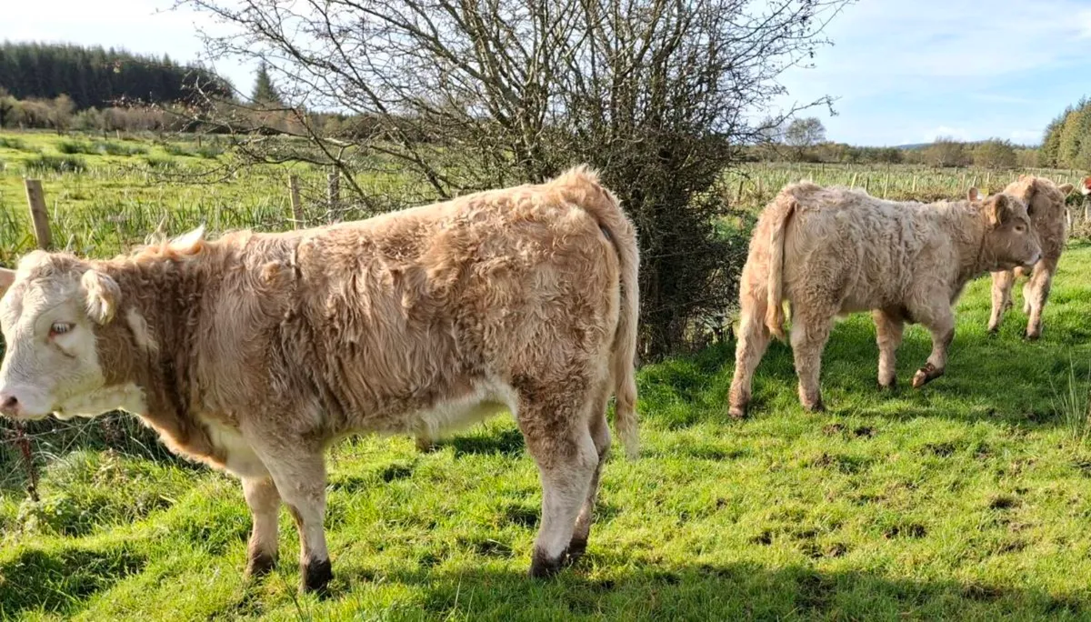 Organic Weanlings for Bank Holiday Sale - Image 2