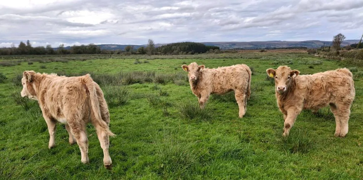 Organic Weanlings for Bank Holiday Sale - Image 1