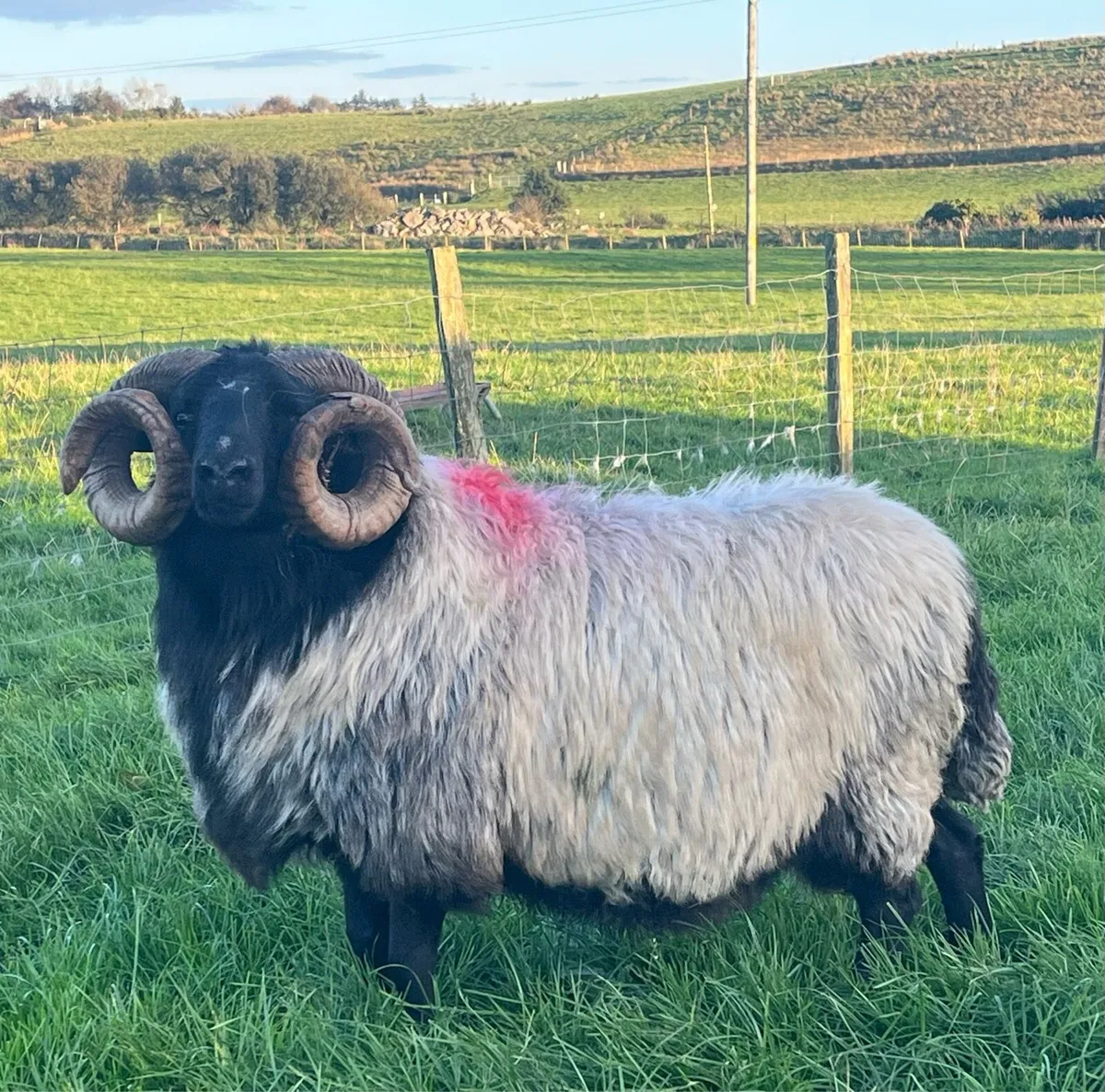 Mayo mountain aged ram - Image 1