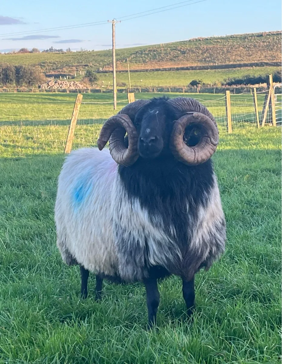 Mayo mountain aged ram - Image 3