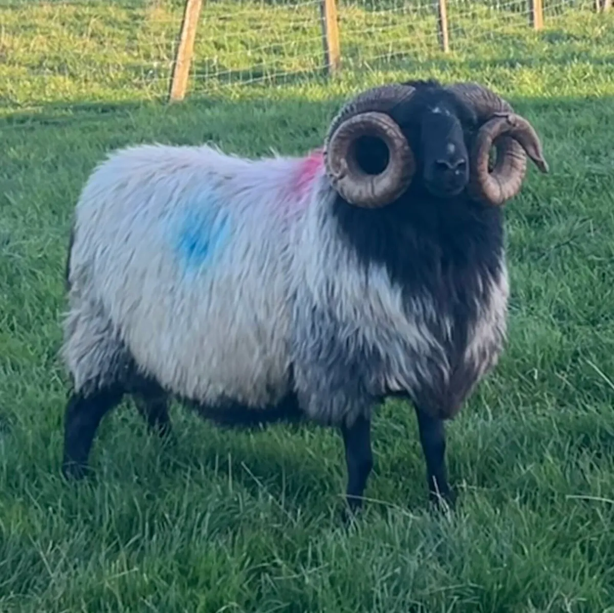 Mayo mountain aged ram - Image 2
