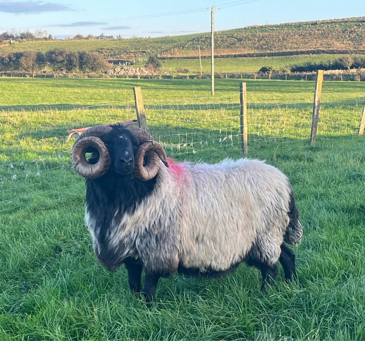 Mayo mountain aged ram - Image 4
