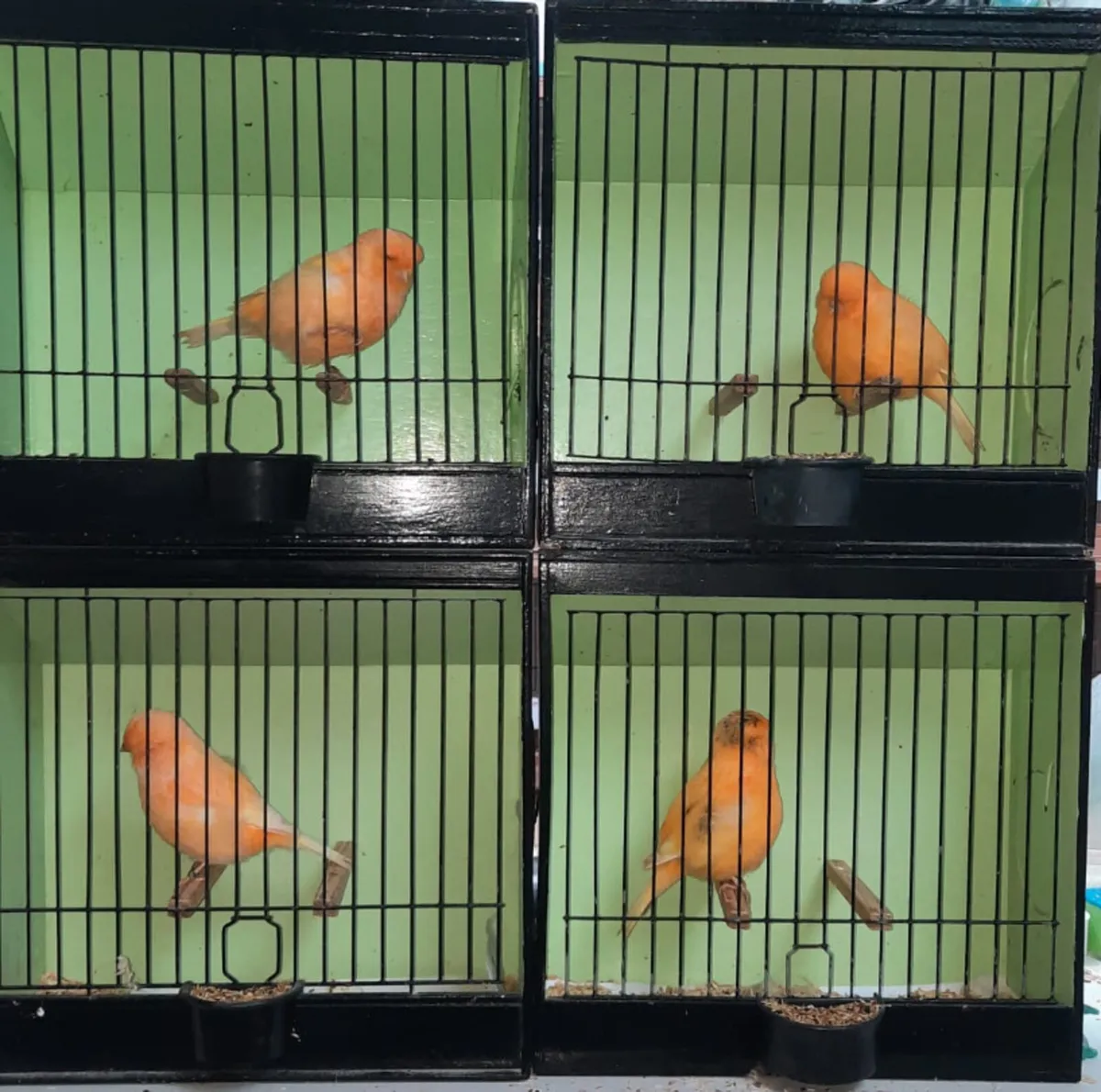 Norwich canaries - Image 2