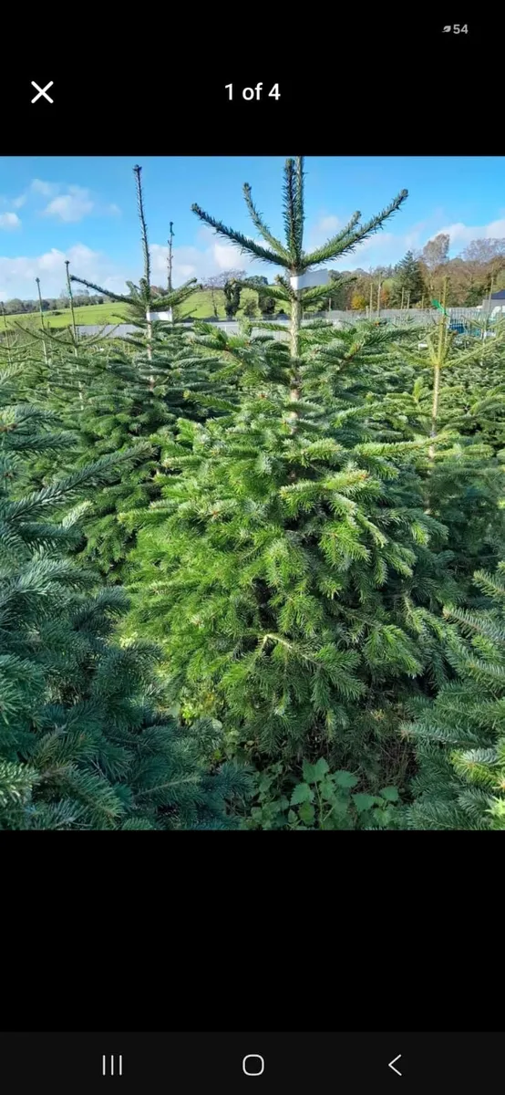 Normanda, Christmas trees. - Image 1