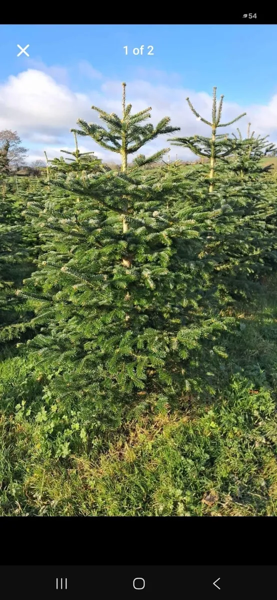 Normanda, Christmas trees. - Image 2