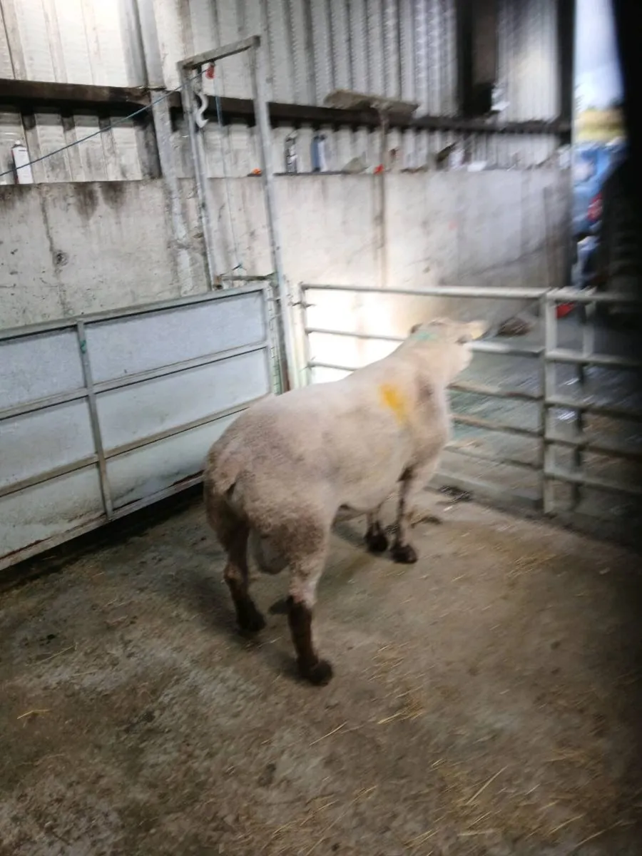 Sufftex Ram - Image 1