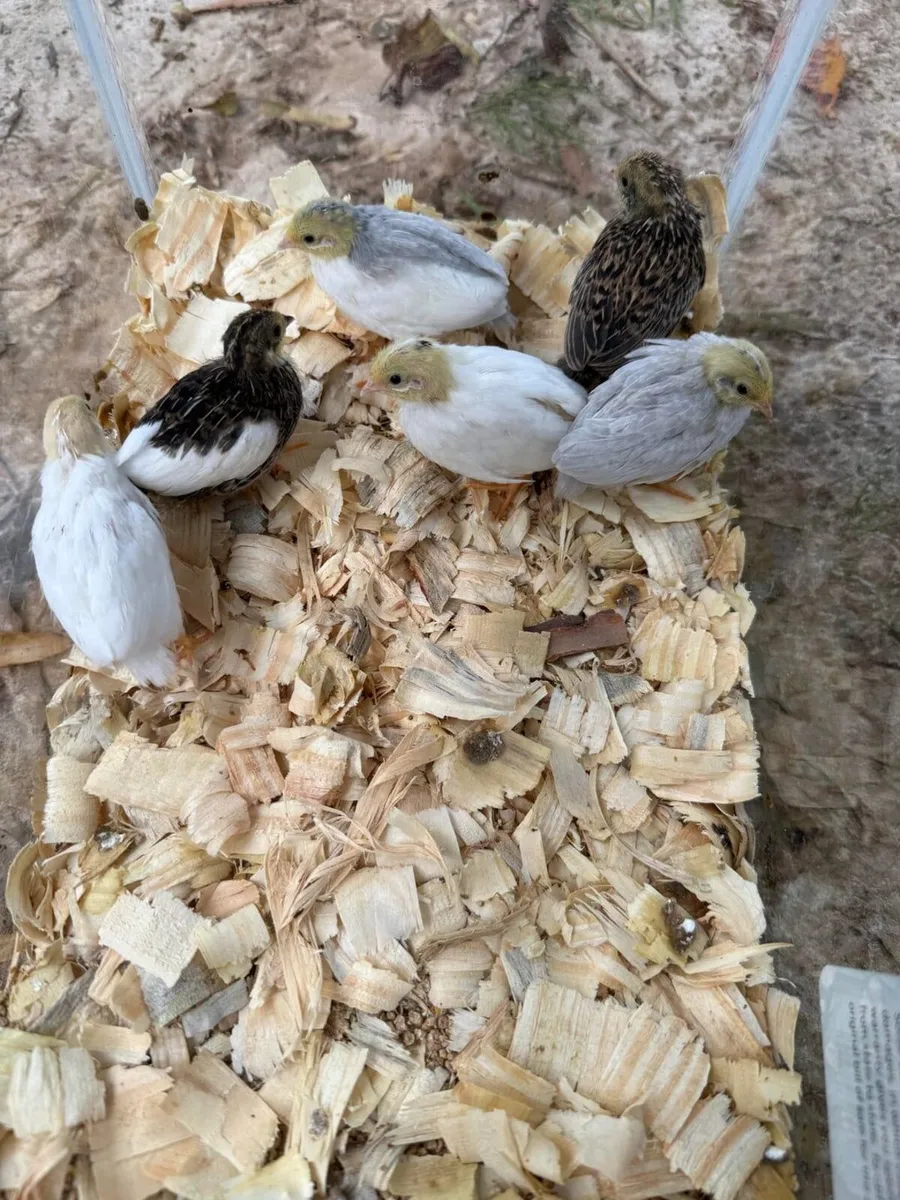 Button quail - Image 1