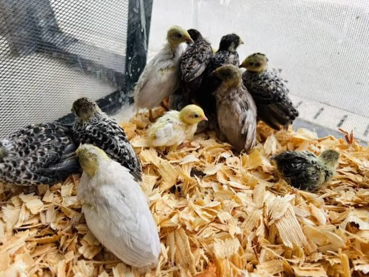 Button quail - Image 2