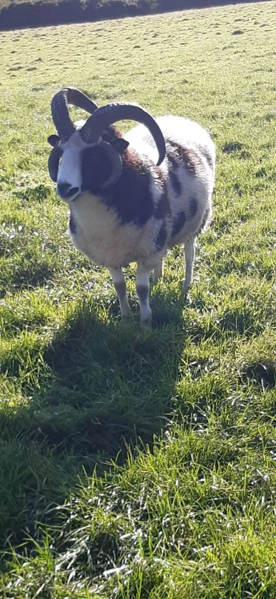 Jacob sheep - Image 1