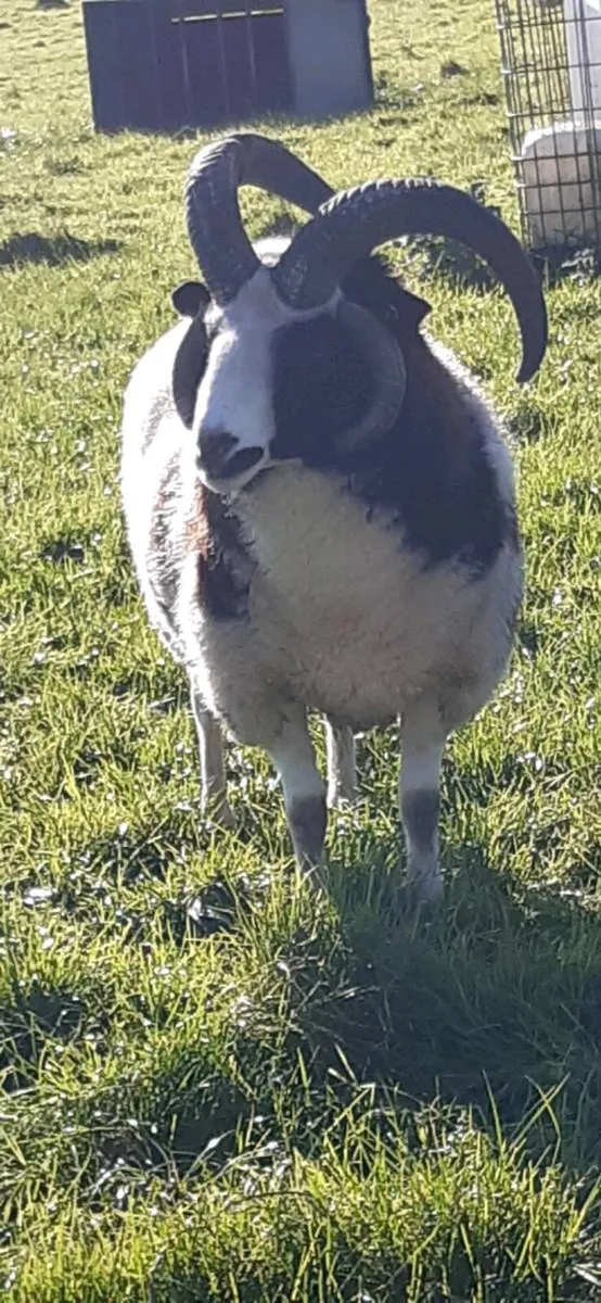 Jacob sheep - Image 2